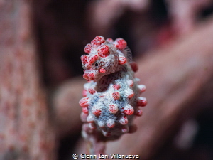 This is a photo of a pygmy seahorse hanging out on a sea ... by Glenn Ian Villanueva 